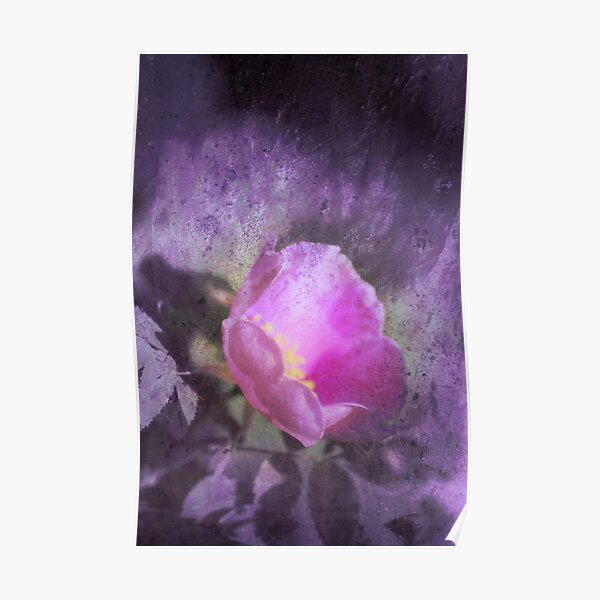 Old fashioned pink rose, purple texture Poster