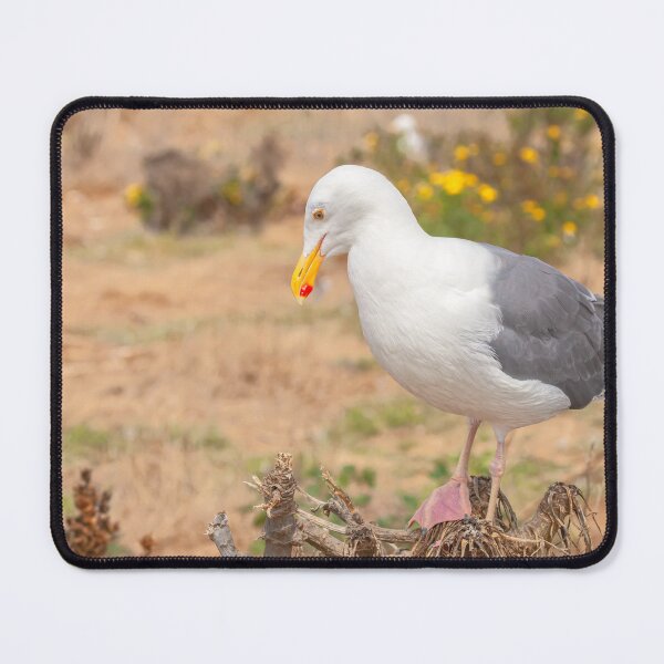 Item preview, Thinking Gull designed and sold by jvnimages.