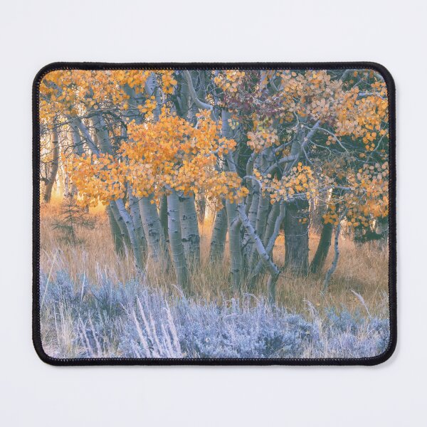 Item preview, Autumn Aspens designed and sold by jvnimages.