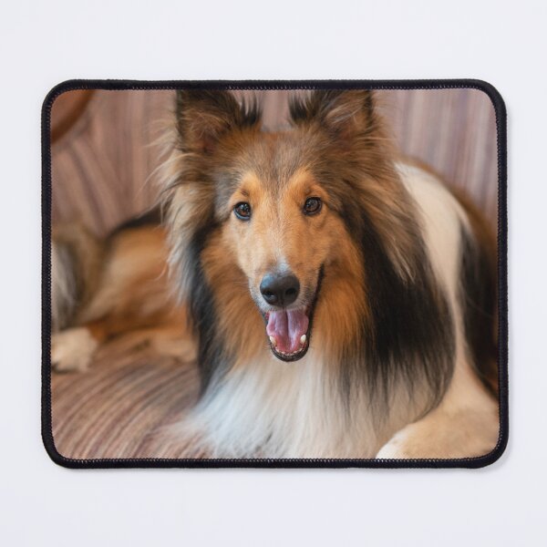 Item preview, Cute Sheltie dog resting designed and sold by flamendes.