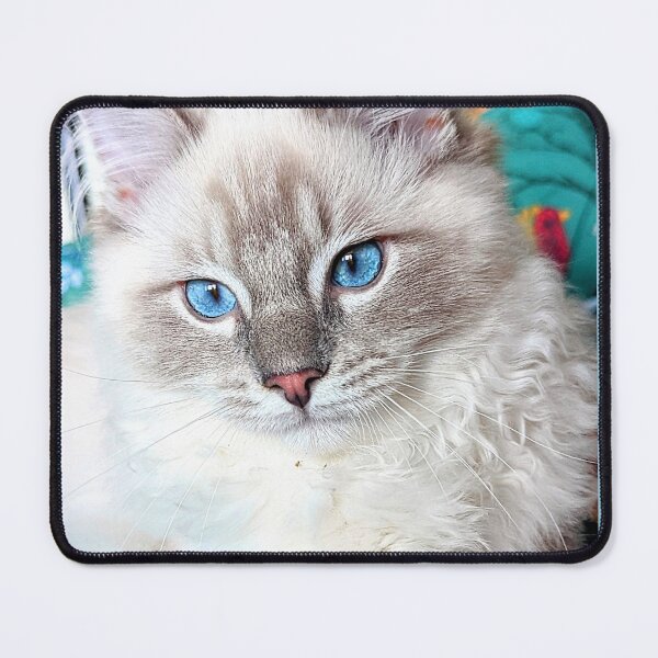 Item preview, Beautiful lynx ragdoll baby boy cat designed and sold by Fluffycat2020.