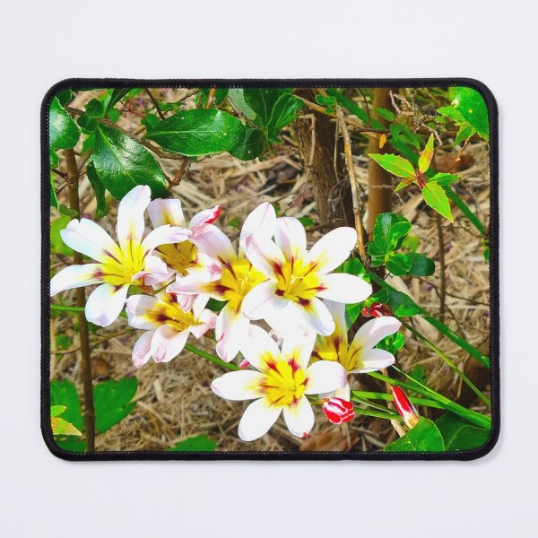 Item preview, Spring 1 designed and sold by SDC Original Designs.