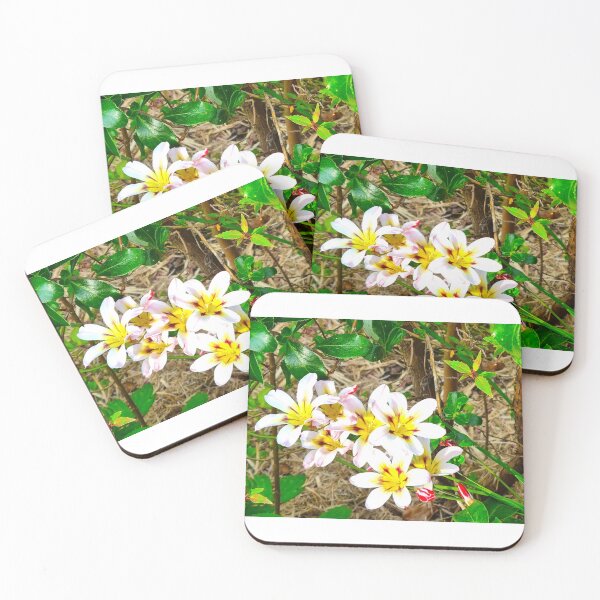 Item preview, Spring 1 designed and sold by SDC Original Designs.