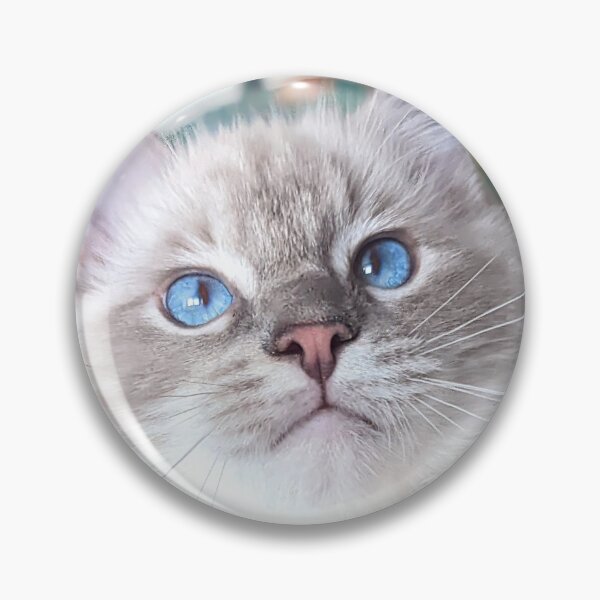 Item preview, Beautiful lynx ragdoll baby boy cat designed and sold by Fluffycat2020.