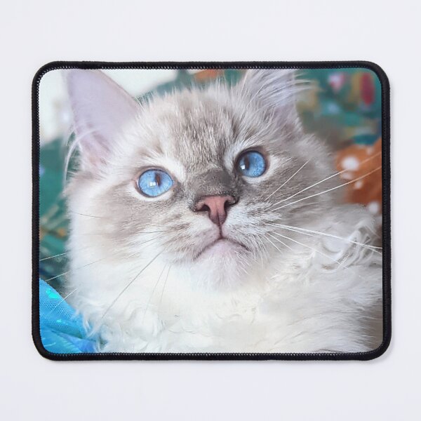 Item preview, Beautiful lynx ragdoll baby boy cat designed and sold by Fluffycat2020.