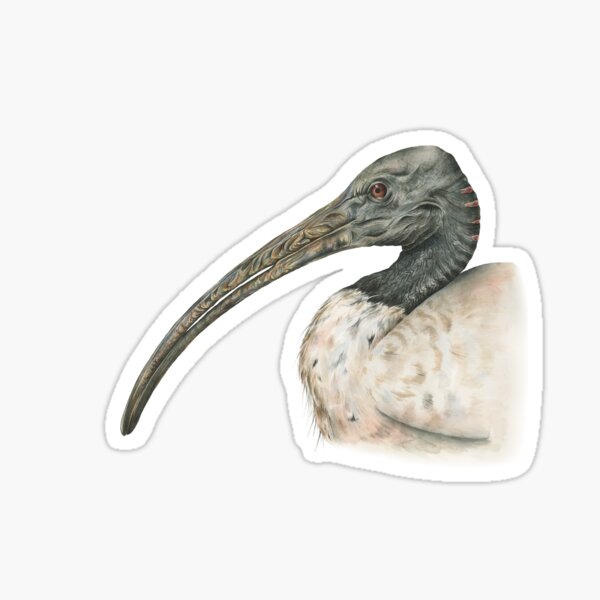 Australian White Ibis Sticker