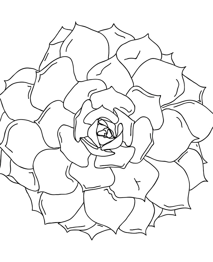 Featured image of post Outline Succulent Line Drawing The following outline is provided as an overview of and typical guide to drawing and drawings