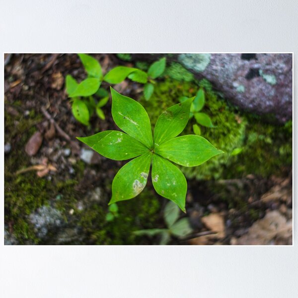 Item preview, Natural Star designed and sold by LittleMsHorner.