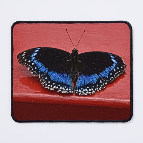 Item preview, Blue-banded eggfly designed and sold by andreisky.