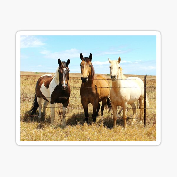 Aperçu de l'œuvre Chevaux dans un ranch créée et vendue par TheAnimalZ00.