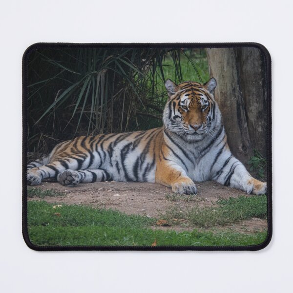 Item preview, Tiger at the Zoo designed and sold by Carlos Monteiro.