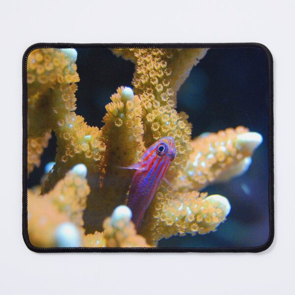 Item preview, Small Pink Fish Resting on Coral Reef designed and sold by Luxxe87.