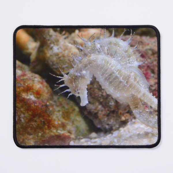 Item preview, Two White Sea Horses Living in Coral Reef designed and sold by Luxxe87.