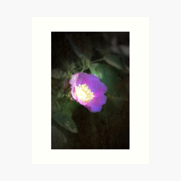 Item preview, glowing old fashioned rose elegance designed and sold by Dawna Morton.