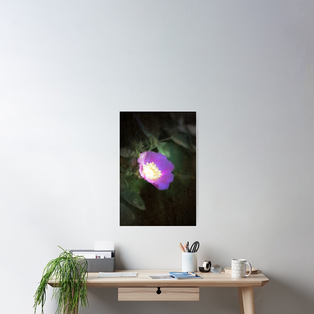 glowing old fashioned rose elegance Poster