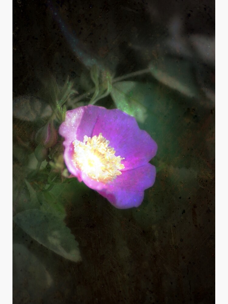 glowing old fashioned rose elegance by DlmtleArt