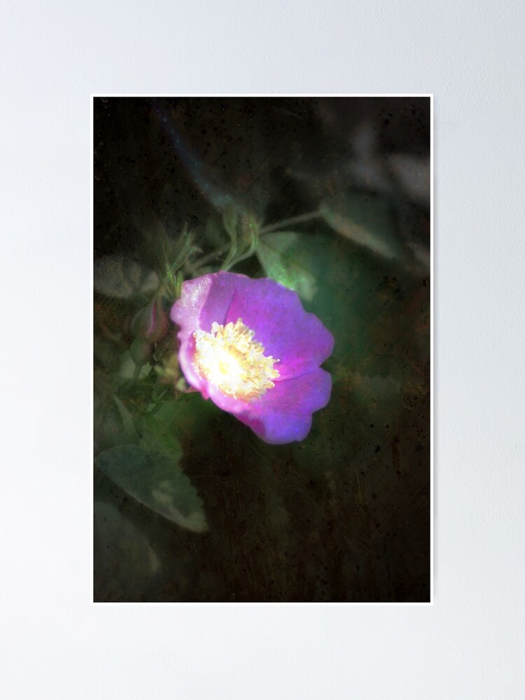 Alternate view of glowing old fashioned rose elegance Poster