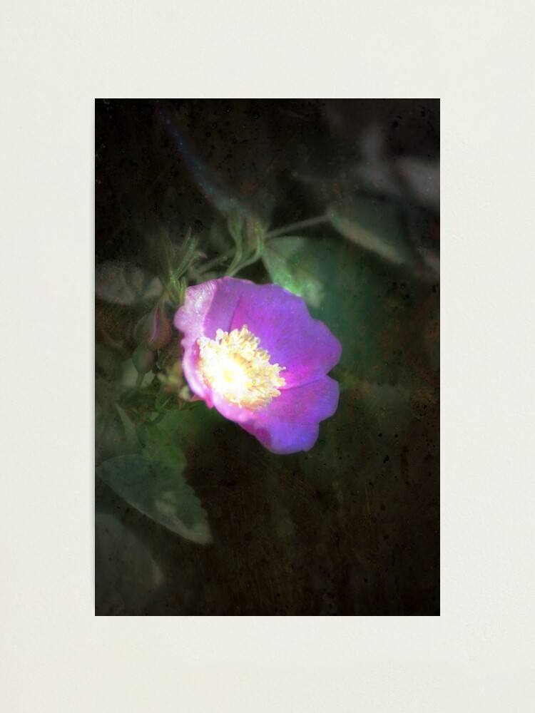 Alternate view of glowing old fashioned rose elegance Photographic Print
