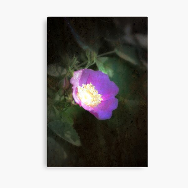 glowing old fashioned rose elegance Canvas Print
