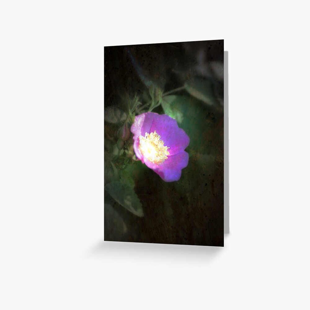 glowing old fashioned rose elegance Greeting Card