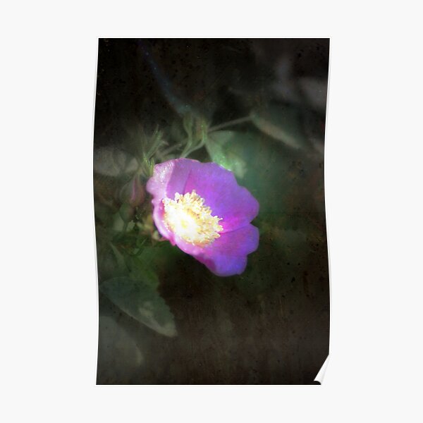 glowing old fashioned rose elegance Poster