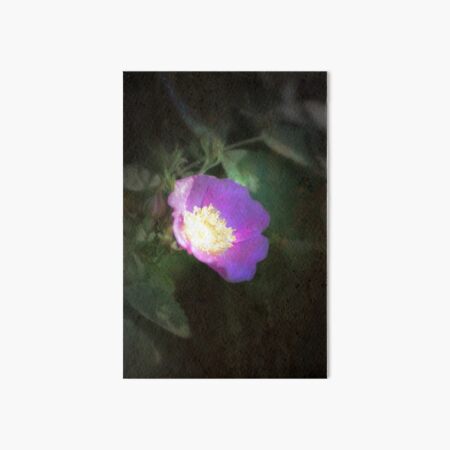Item preview, glowing old fashioned rose elegance designed and sold by Dawna Morton.