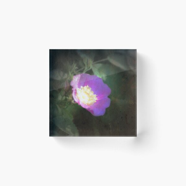 Item preview, glowing old fashioned rose elegance designed and sold by Dawna Morton.