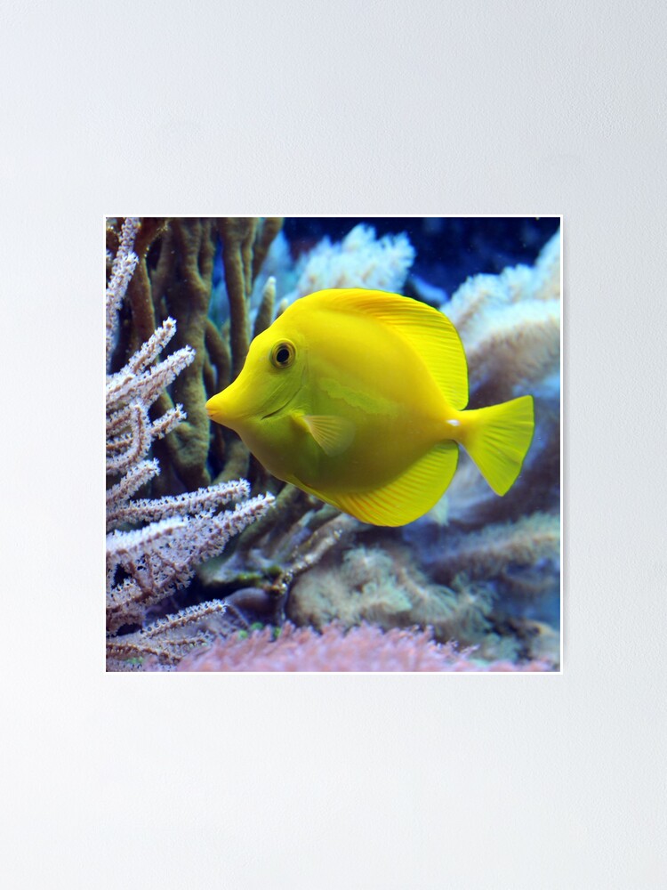 Poster A small yellow fish 