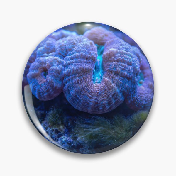 Item preview, Wonderful Sea Anemone Living on Coral Reef designed and sold by Luxxe87.