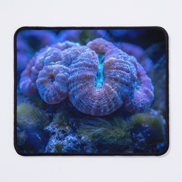 Item preview, Wonderful Sea Anemone Living on Coral Reef designed and sold by Luxxe87.