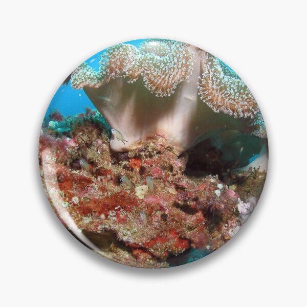 Item preview, Variety of Sea Anemone on Corals designed and sold by Luxxe87.