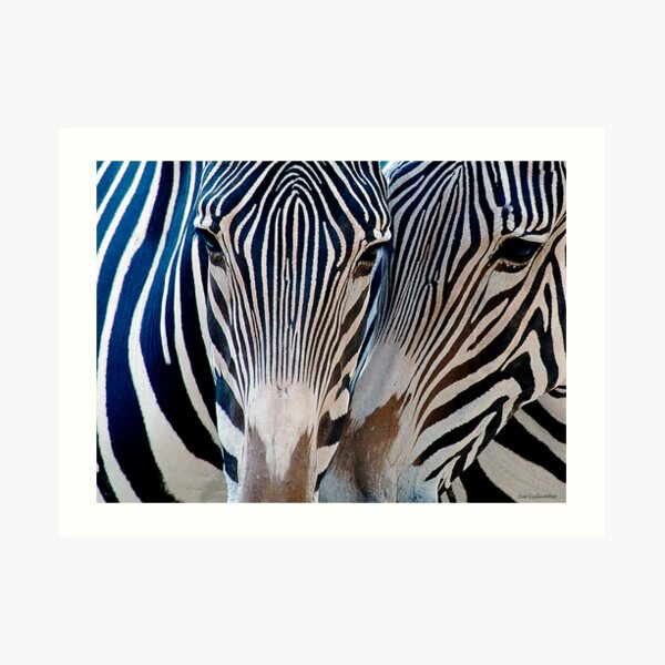 Zebra Patterns Art Print