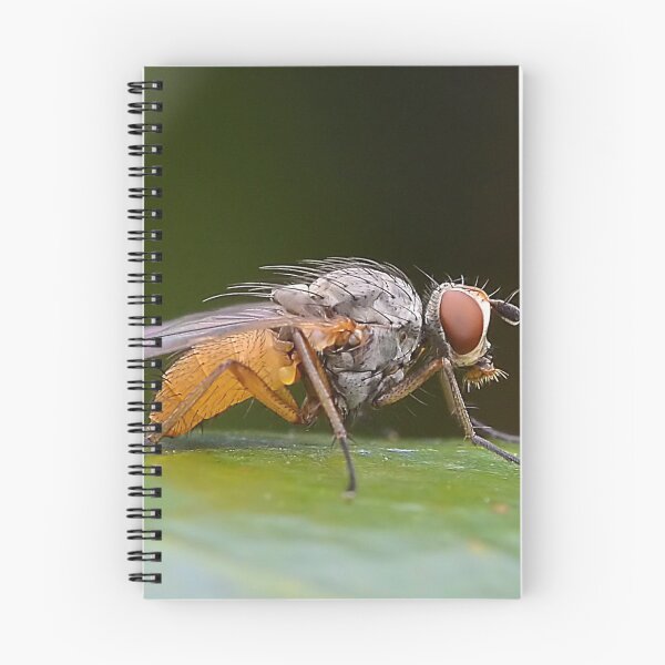 Item preview, Ugly  Bug designed and sold by relayer51.