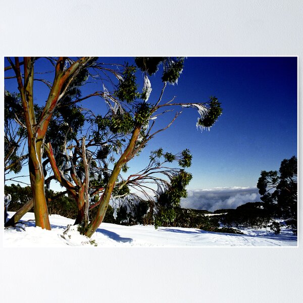 Item preview, Frozen Snowgums, Mt Baw Baw. designed and sold by Bev Pascoe.