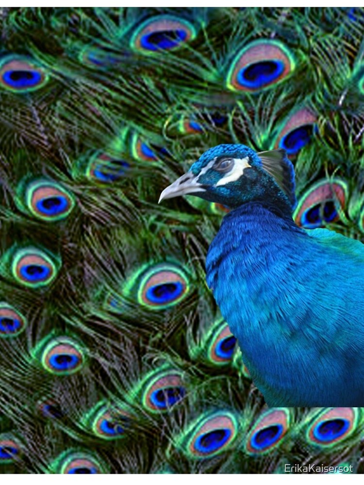 Peacock and Feather" A-Line Dress for Sale by ErikaKaisersot | Redbubble Peacock and Feather" A-Line Dress for Sale by ErikaKaisersot | Redbubble