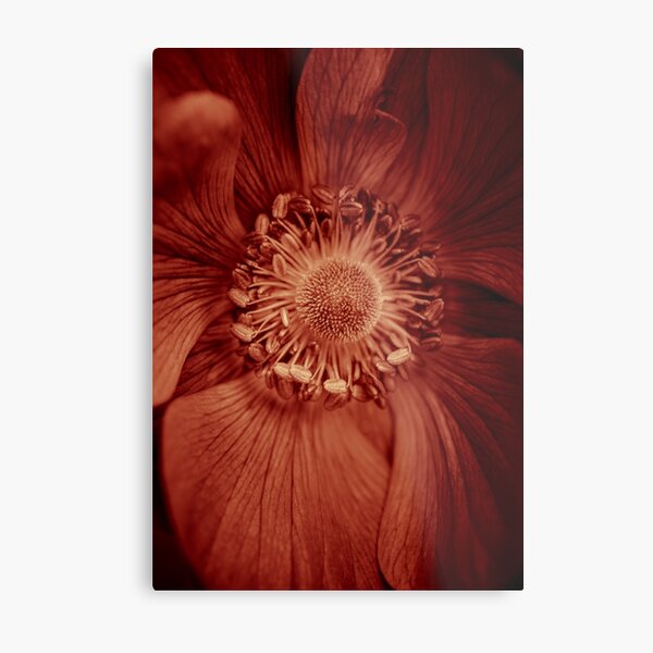 Item preview, Anemone dipped in Marsala in honor of Pantone's 2015 color of the year designed and sold by alan shapiro.