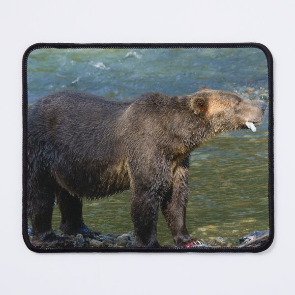 Item preview, Wild Bear Got His Salmon At Toba Inlet designed and sold by rawshutterbug.