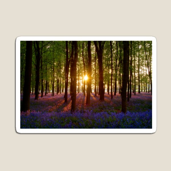Bluebell Wood At Sunset (Centre Sun) Magnet