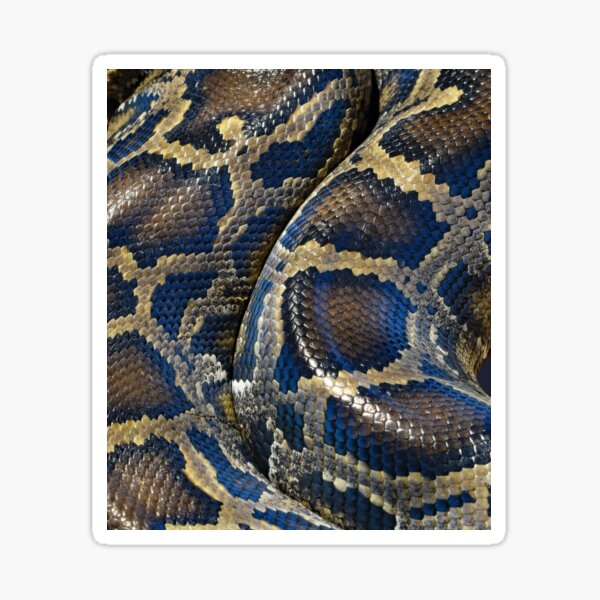 Colorful Pattern of a Snakeskin Sticker