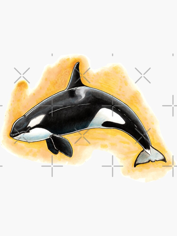 CorkyII - Draw Every Captive Orca Project nr. 1 by DutchOrca