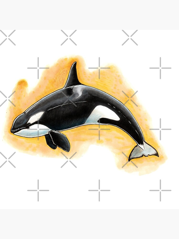 CorkyII - Draw Every Captive Orca Project nr. 1 by DutchOrca