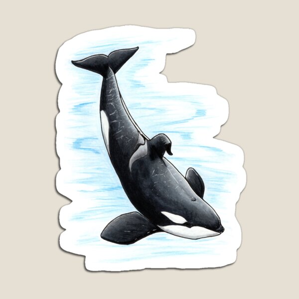 Bingo - Draw Every Captive Orca Project nr. 2 Magnet