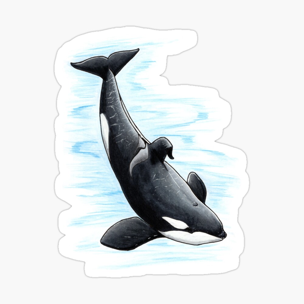 Details about   Selfie Whale Orca Dolphins Shark Manatee Sea Turtle Greeting Card W/ TRACKING 