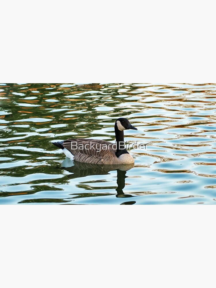 Canada Goose Swimming In The Water Wild Canada Goose Bird