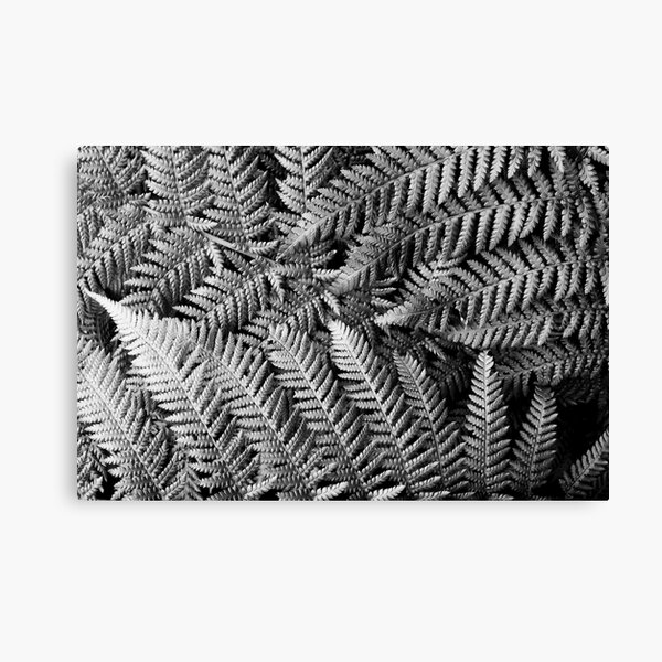 Silver Fern Wall Art Redbubble