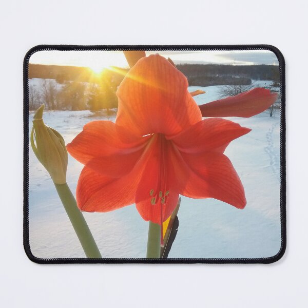 Item preview, Winter Flower designed and sold by JTRLandscapes.