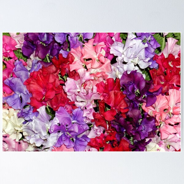 Item preview, Colourful Sweet Peas designed and sold by Stephen Frost.