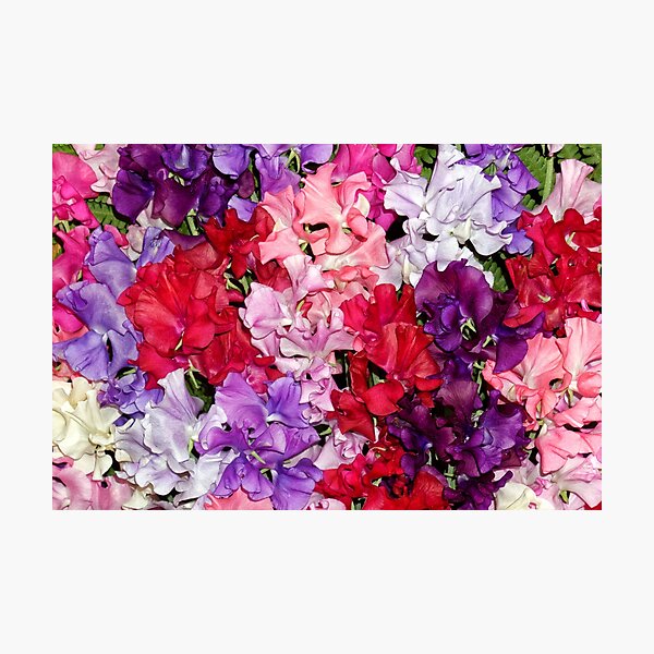 Item preview, Colourful Sweet Peas designed and sold by Stephen Frost.