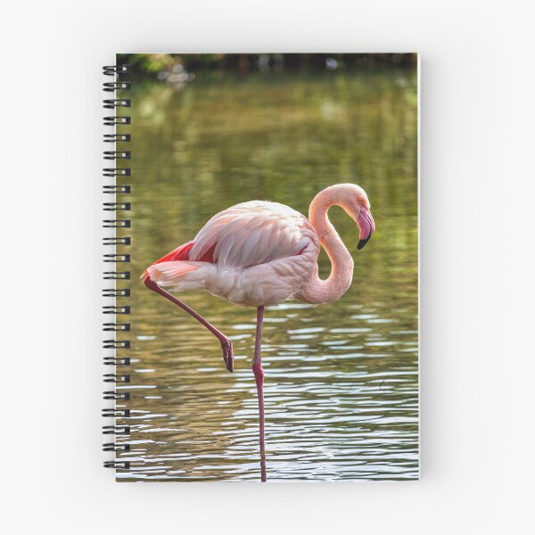 Item preview, Greater Flamingo designed and sold by derekbeattie.