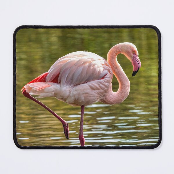 Item preview, Greater Flamingo designed and sold by derekbeattie.